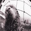 Daughter by Pearl Jam